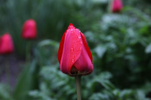 tulip red flower rain