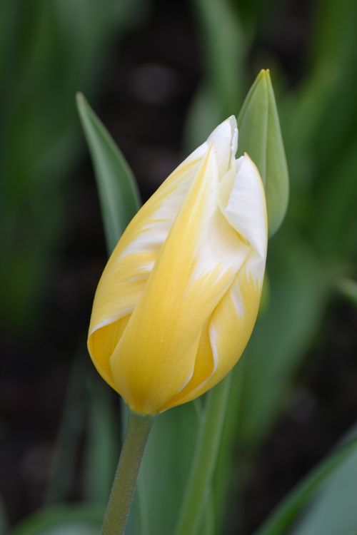 tulip yellow spring