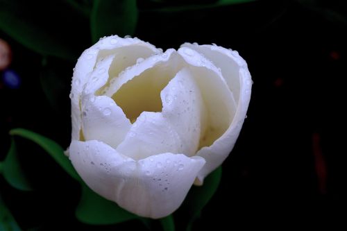 tulip white spring