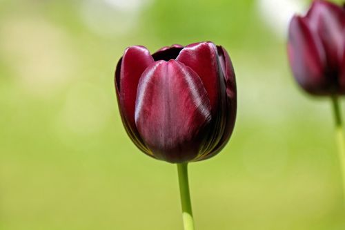 tulip flower blossom