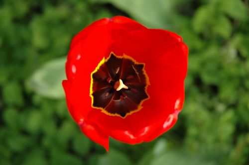 tulip blossom bloom