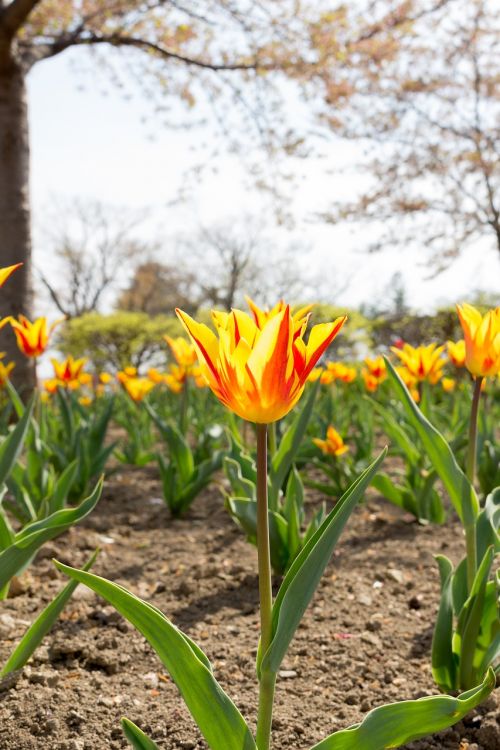 tulip tulip flowers red