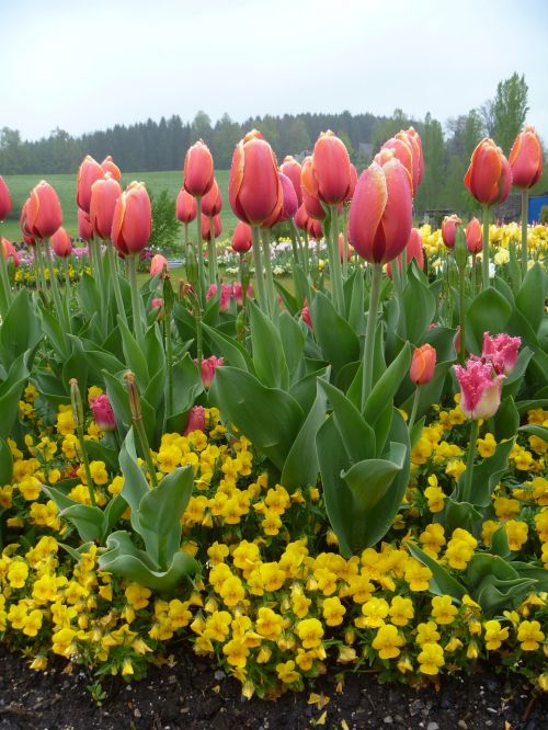 tulip flower spring