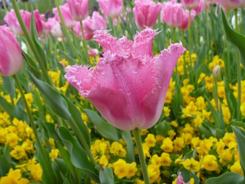 tulip flower spring