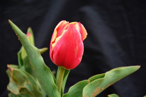 tulip flower chunhua