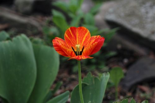 tulip flower red