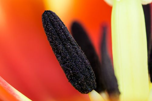 tulip plant detail