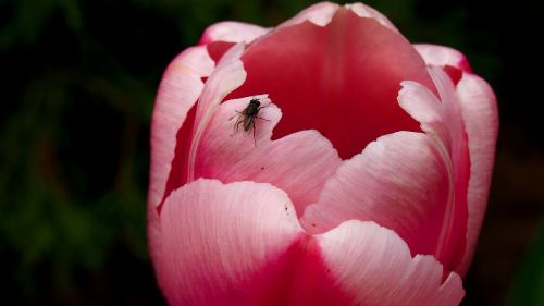 tulip blooms pink