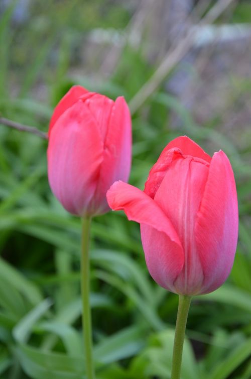 tulip red spring