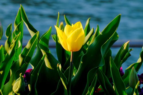 tulip yellow spring