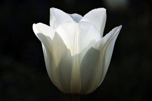 tulip flower blossom