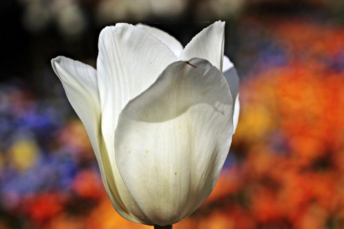 tulip flower blossom