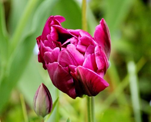 tulip filled tulpenbluete