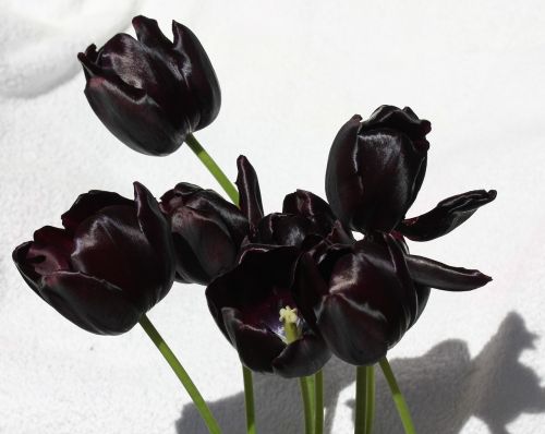 tulip tulips purple