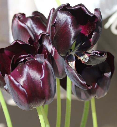 tulip tulips purple