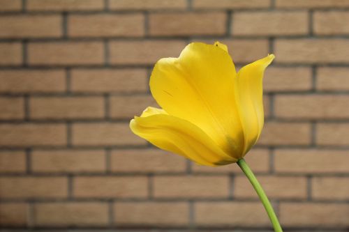 tulip yellow sunny