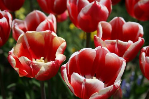 tulip flowers plant