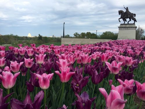 tulip flower pink