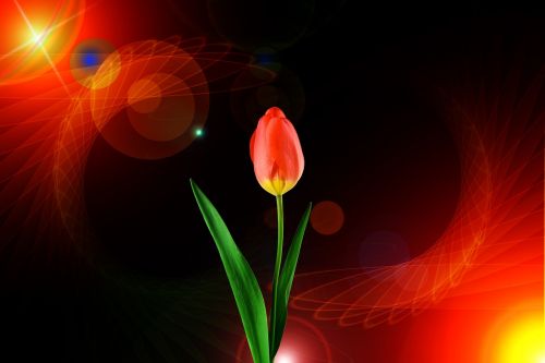 tulip flower background