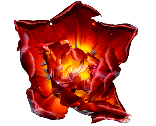tulip red yellow blossom
