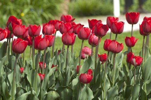 tulip flower red