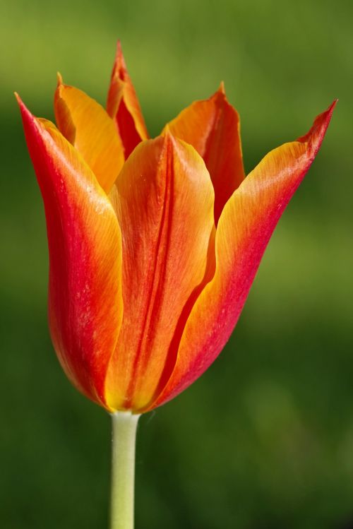 tulip orange sharp