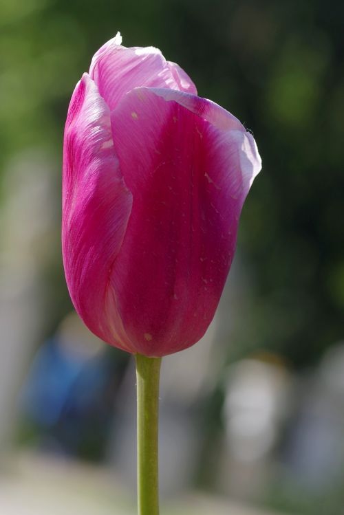 tulip cup violet