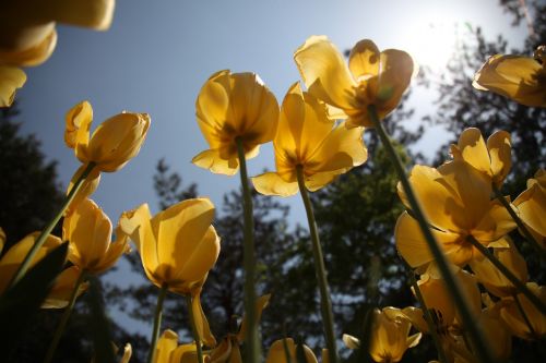 tulip flowers plants