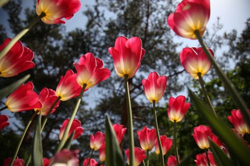 tulip flowers plants