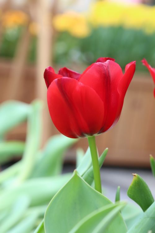 tulip flower red