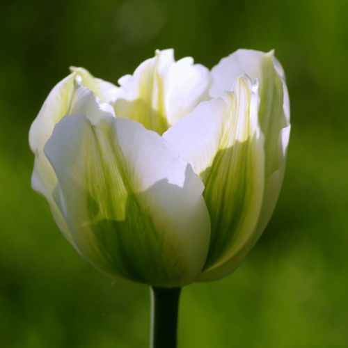 tulip green flowerbed