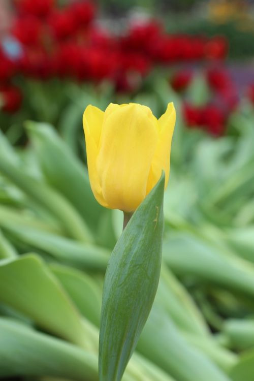 tulip flower garden