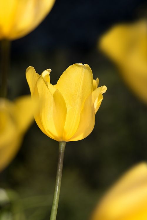 tulip yellow yellow tumor