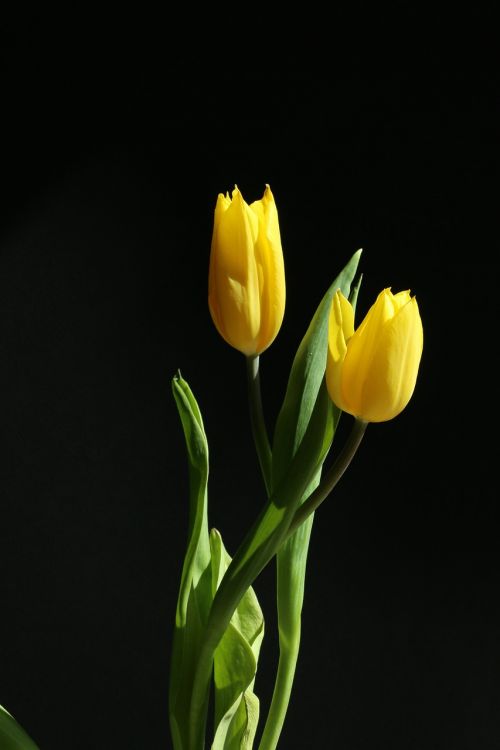 tulip yellow flower