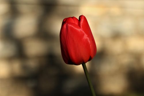 tulip red tulip spring