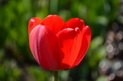 tulip flower red tulip