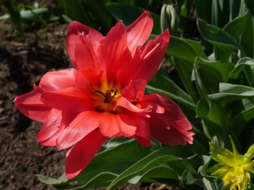 tulip pink tulip double tulip