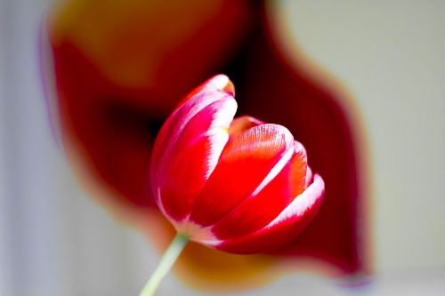 tulip art out of focus