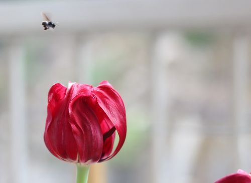 tulip flower vespa