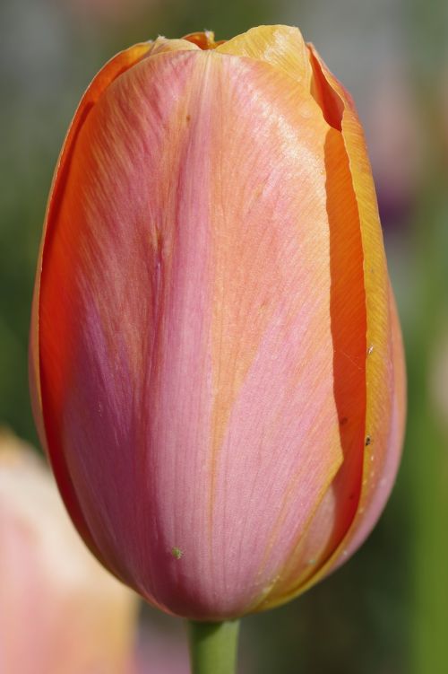tulip orange red