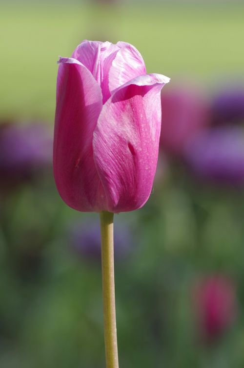 tulip single the stem