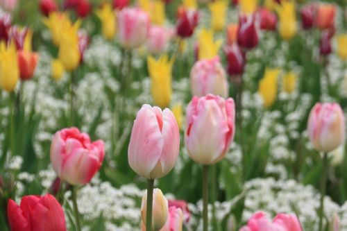 tulip flower meadow