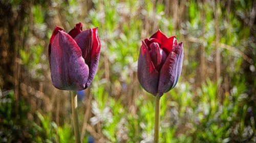 tulip flower garden