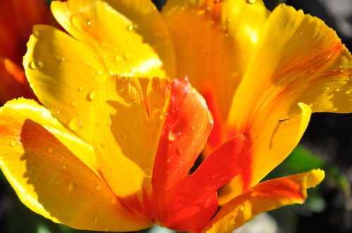 tulip yellow red