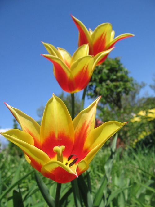 tulip tulips a variety
