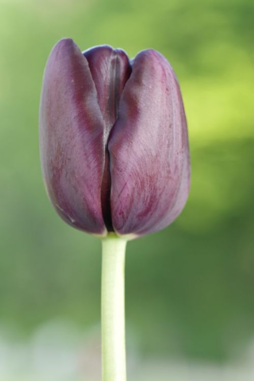 tulip black maroon