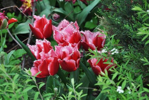 tulip spring nature