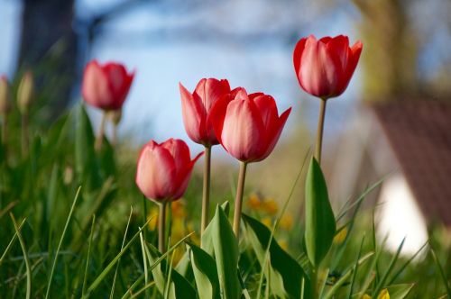 tulip spring flower