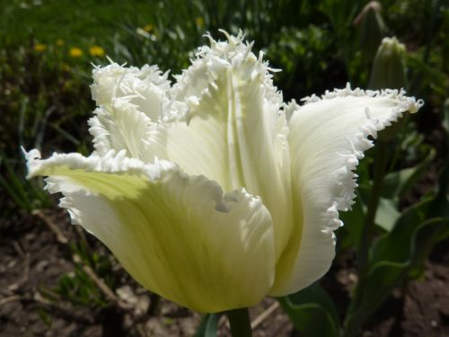 tulip white blossom spring