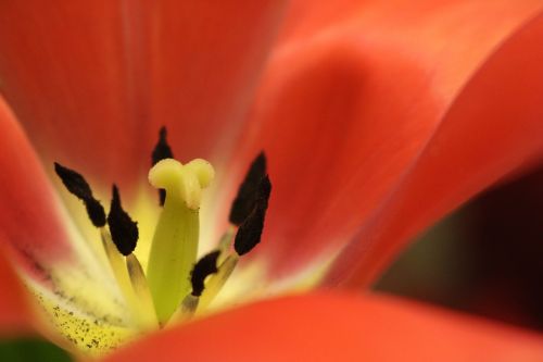 tulip flower spring flowers